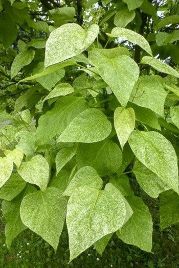 Катальпа чудова ’Пульверулента’ штамб|Catalpa speciosa Pulverulenta|Катальпа великолепная ’Пульверулента’ штамб